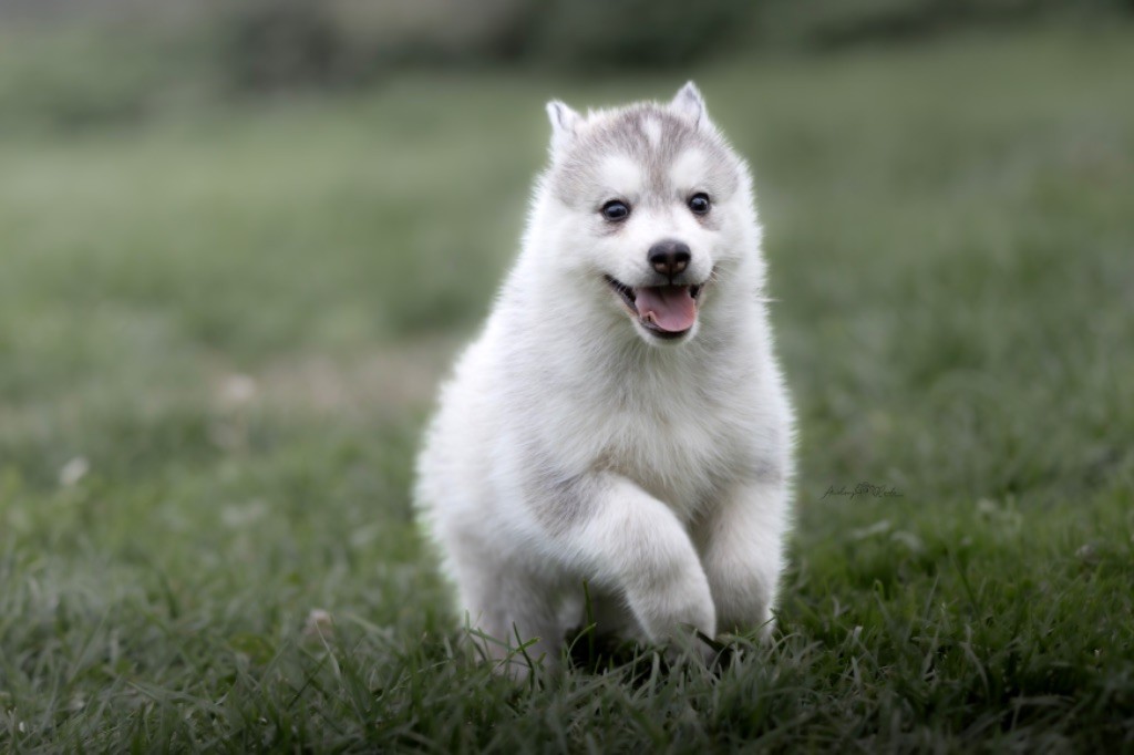 Chiot Siberian Husky Of The Land Of Midnight