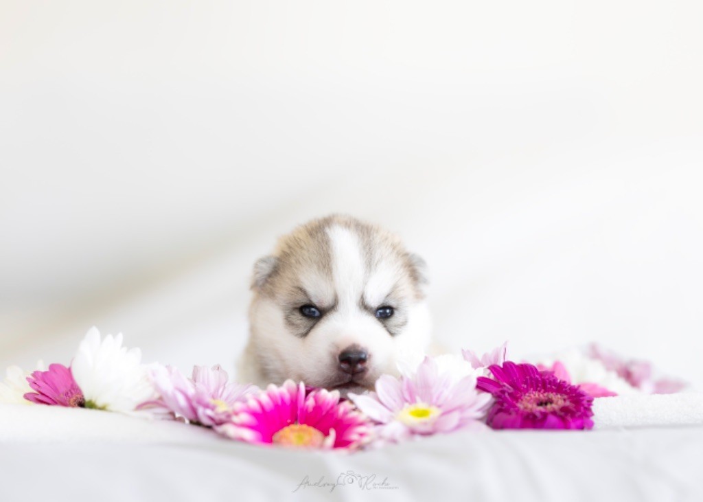 Of The Land Of Midnight - Chiots disponibles - Siberian Husky