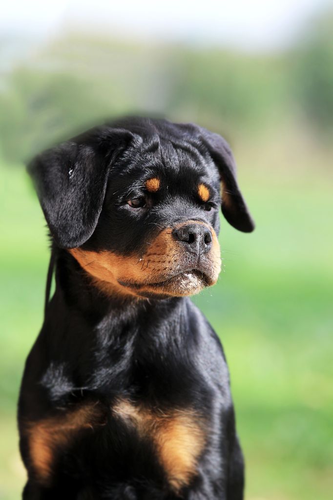 Accueil - Elevage Of The Land Of Midnight - eleveur de chiens Rottweiler